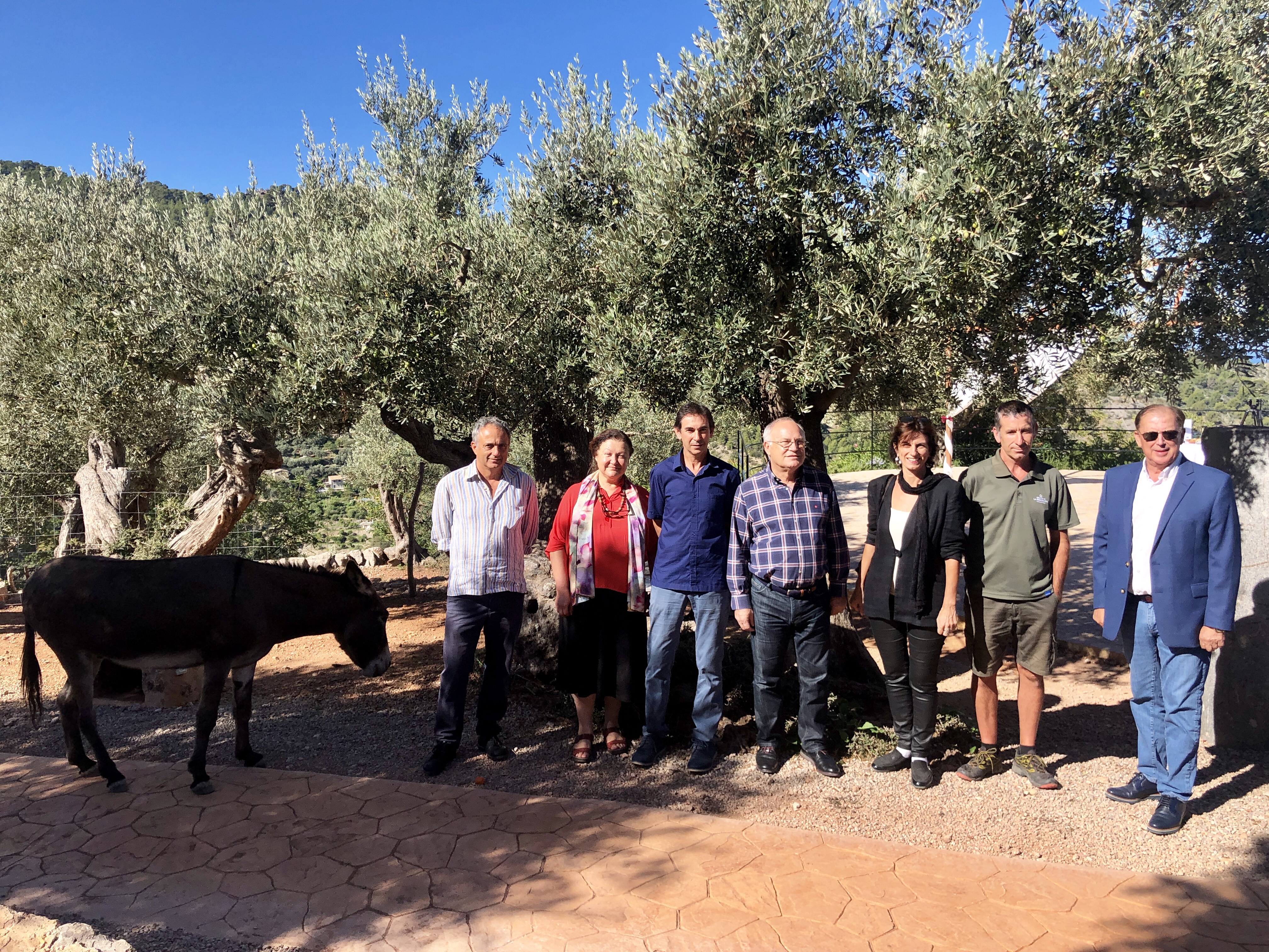Presentació de l’inici de la campanya 2019 de la DOP Oliva de Mallorca - Notícies - Illes Balears - Productes agroalimentaris, denominacions d'origen i gastronomia balear